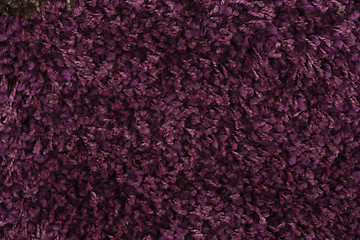 Image showing Purple carpet