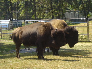 Image showing Couple of Bison