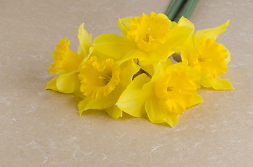 Image showing Jonquil flowers