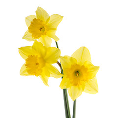 Image showing Yellow jonquil flowers