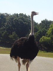 Image showing Ostrich On The Road