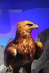 Image showing Eagle profile