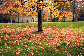 Image showing Autumn tree