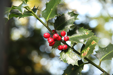 Image showing Holly berry and leaves