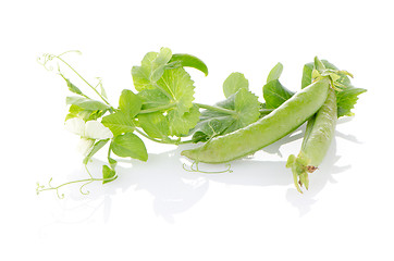 Image showing Fresh green pea pod