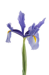 Image showing Purple lily flower