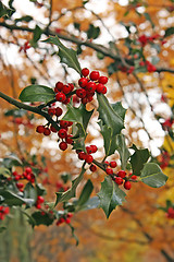 Image showing Autumn holly