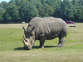 Image showing Lonely Rhino