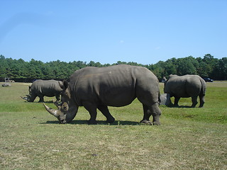 Image showing Group of Rhinos