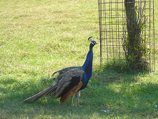 Image showing Pretty Peacock