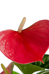 Image showing Beautiful Anthedesia anthurium