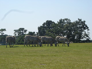 Image showing Zebra In The Wild