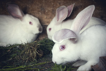 Image showing White rabbits in a hutch