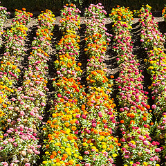 Image showing Tagetes garden in spring season