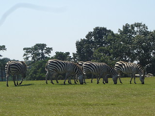 Image showing Many Zebra