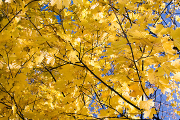 Image showing   autumn 