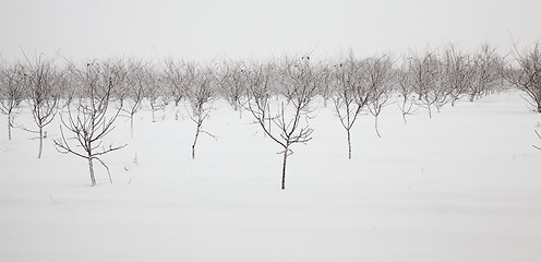 Image showing trees   in winter