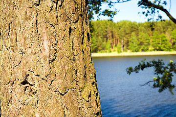 Image showing tree bark  and lake