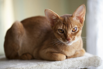 Image showing Abyssinian cat  