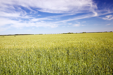 Image showing agricultural field  