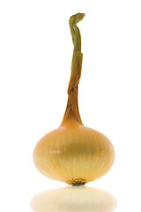 Image showing Yellow onion,  