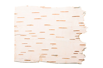 Image showing birch bark photographed