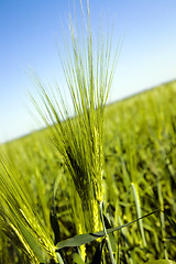 Image showing agricultural field 