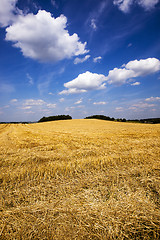 Image showing agricultural field  