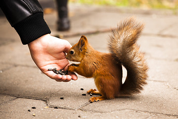 Image showing feeding of a squirrel  