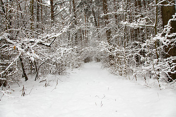 Image showing the road in winter