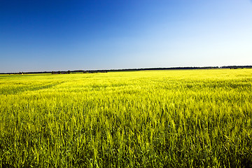 Image showing agricultural field  