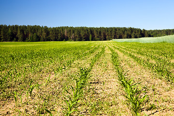 Image showing grow corn