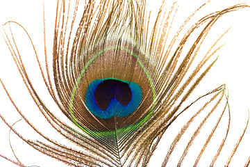 Image showing   Peacock feather 