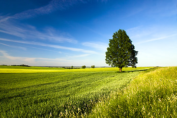 Image showing tree in summer