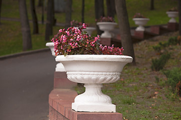 Image showing vase with the flowers  