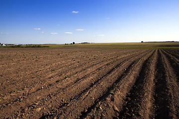 Image showing potato field  