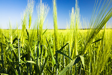 Image showing agricultural field  