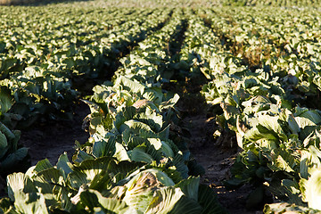 Image showing  cabbages