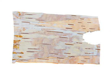Image showing birch bark photographed