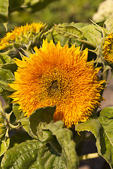 Image showing decorative sunflower  