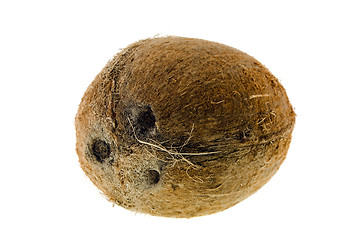 Image showing walnut coconut, isolated on white background