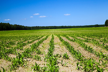 Image showing grow corn