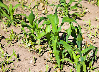 Image showing grow corn