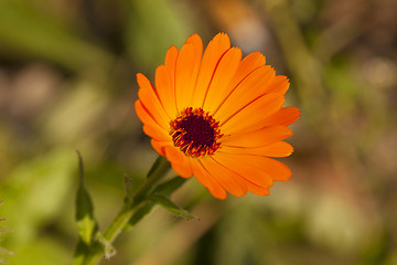 Image showing calendula  