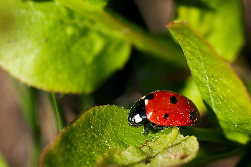 Image showing lady bug on leaf