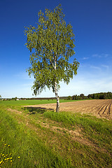 Image showing birch in the field  