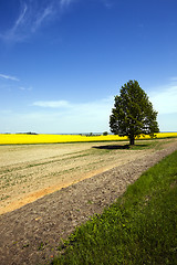 Image showing tree in the field  