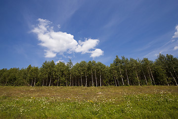 Image showing trees on the hill 