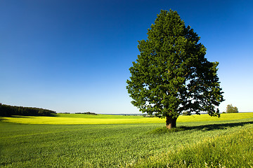 Image showing agricultural field  