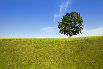 Image showing tree in the field  